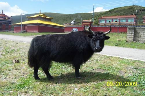 yak